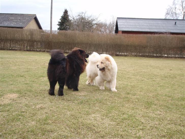 Chow chow baltho billede 5