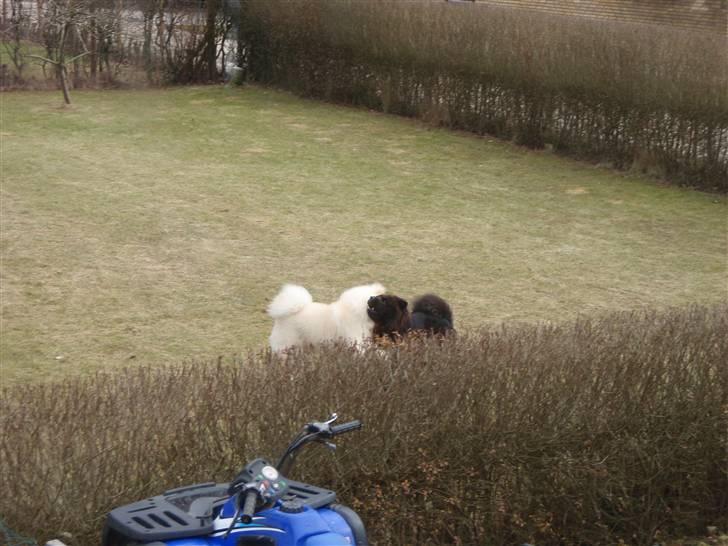 Chow chow baltho billede 6