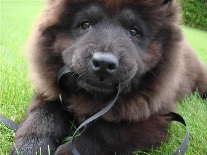Chow chow baltho billede 7