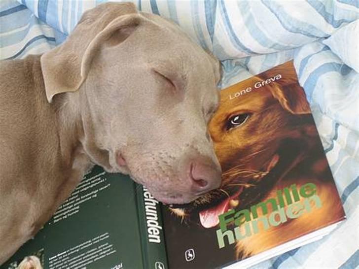 Weimaraner Merlin - Zzzzzz....man bliver så træt af at læse om al den aktivering og stimulering billede 13