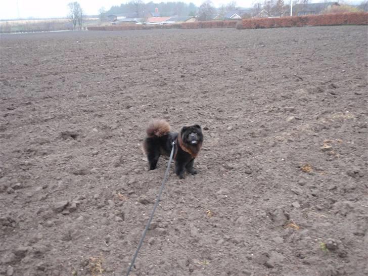 Chow chow baltho billede 8