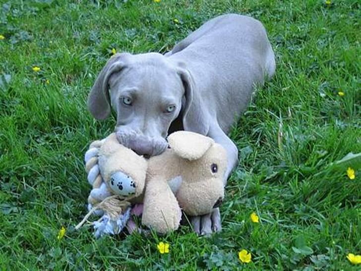 Weimaraner Merlin - En ung Merlin med sit elskede tøj-dyr. billede 14