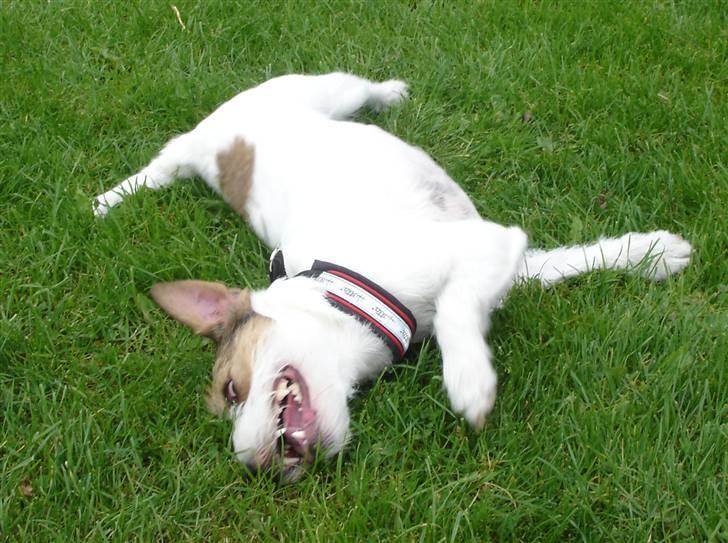 Parson russell terrier Ally billede 12