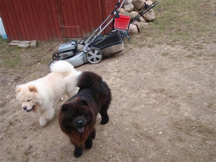 Chow chow baltho billede 9