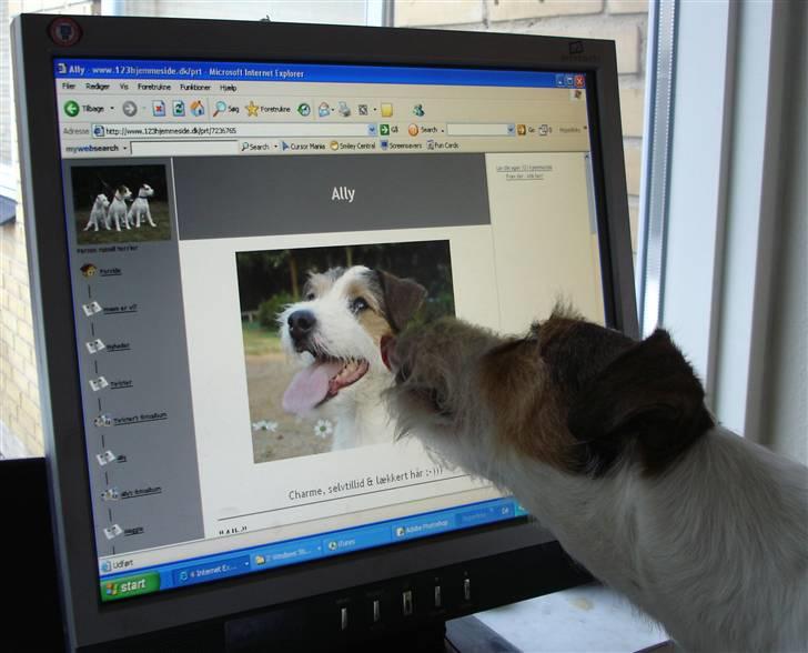 Parson russell terrier Ally billede 13