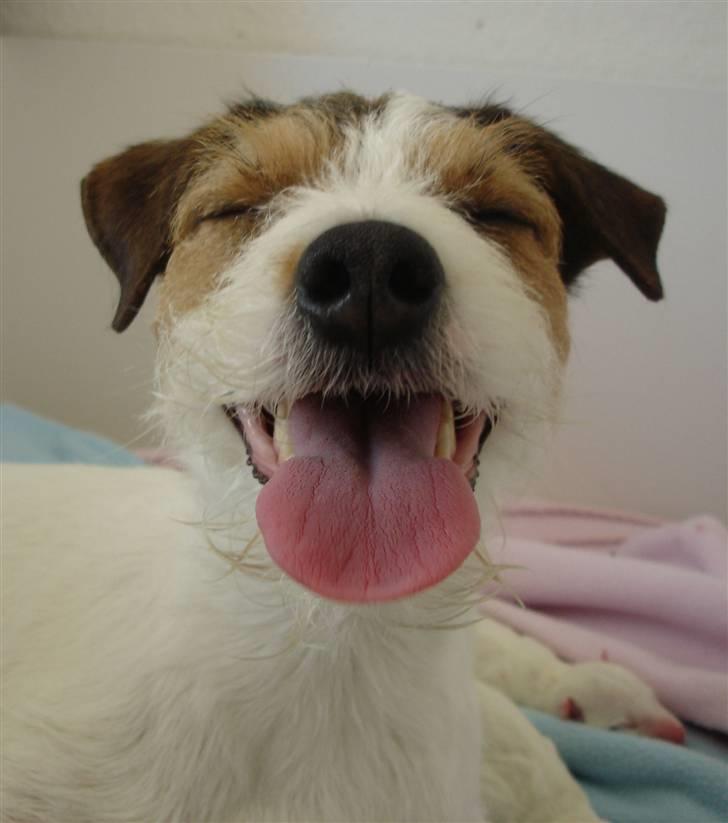 Parson russell terrier Ally billede 14