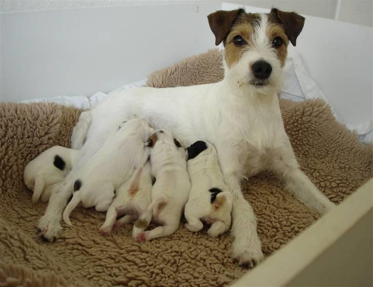 Parson russell terrier Ally billede 15