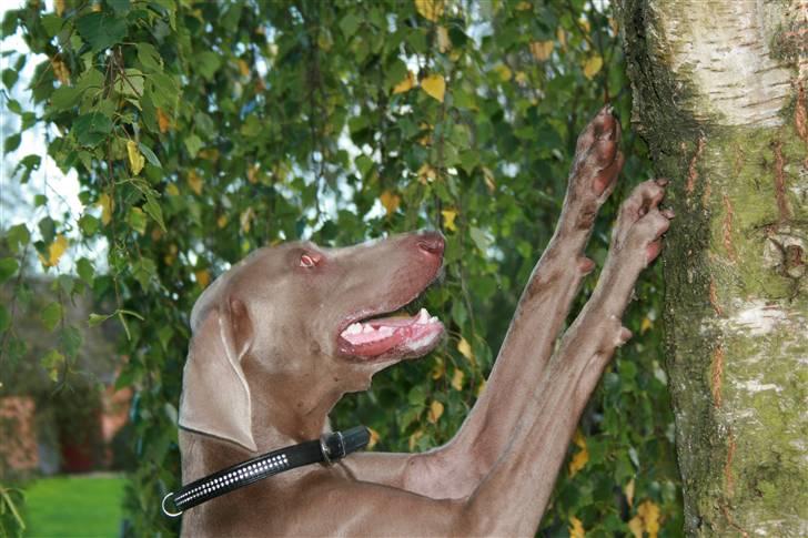 Weimaraner Merlin billede 15