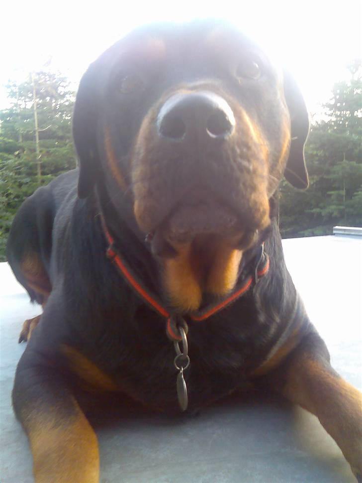 Rottweiler Emma billede 1