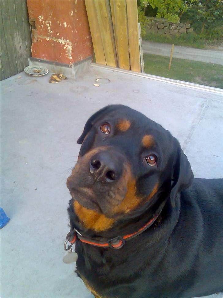 Rottweiler Emma billede 2