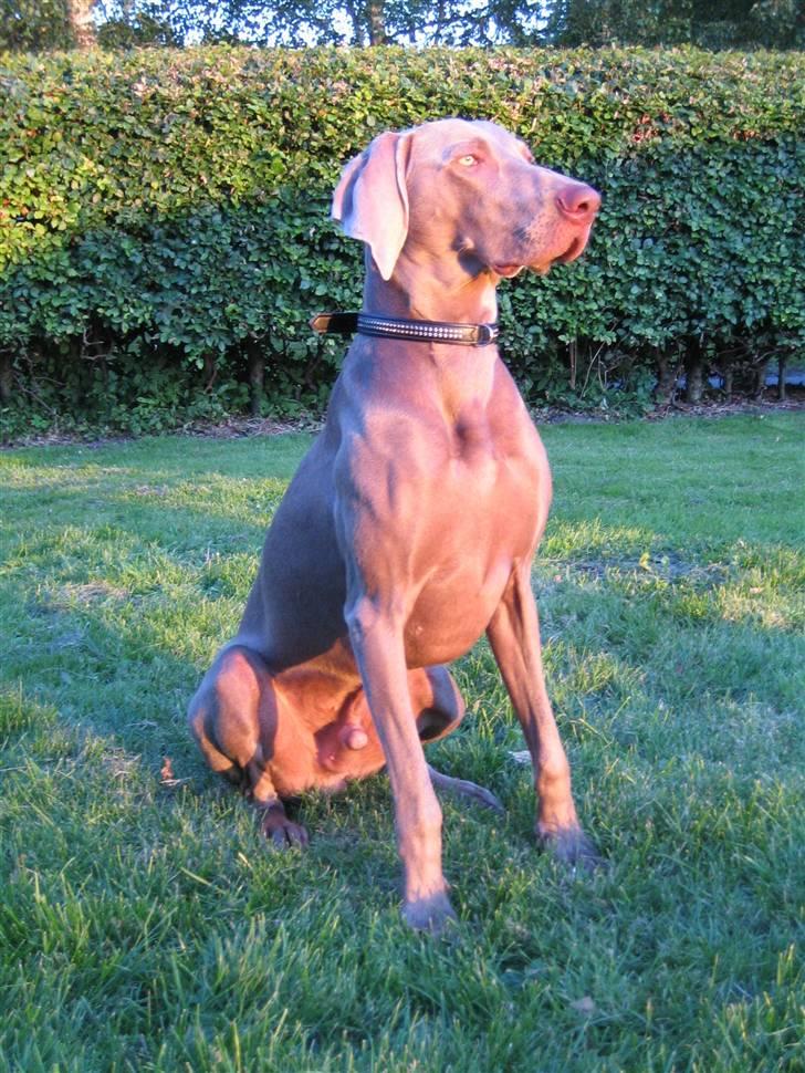 Weimaraner Merlin billede 16
