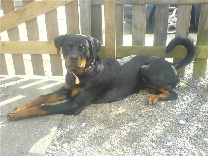 Rottweiler Gucci* - Her ligger hun igen, og ser så SØD ud billede 13