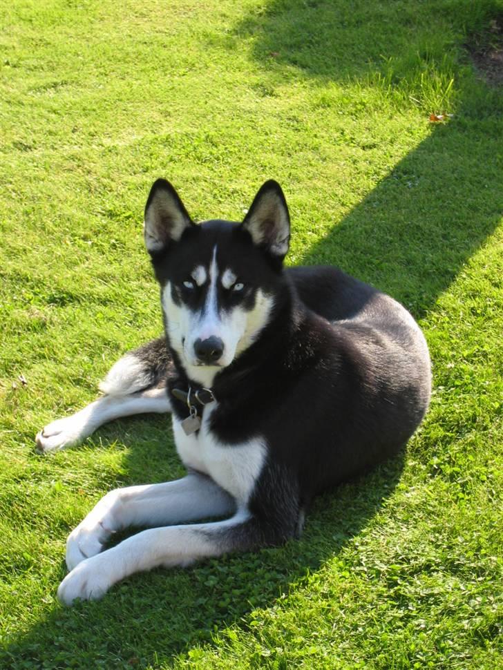 Siberian husky Aslan billede 9