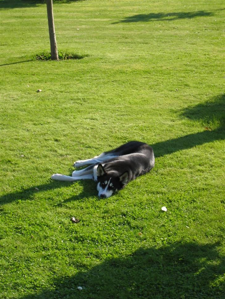 Siberian husky Aslan - Han kan godt lide at tage en slapper billede 10