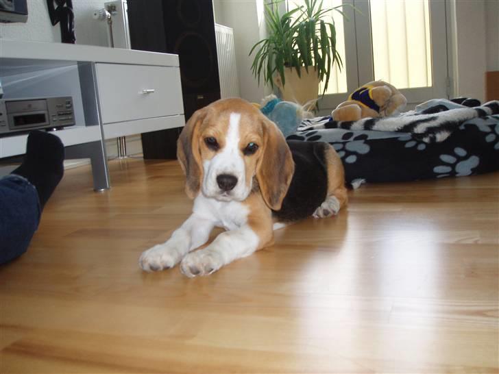 Beagle Anton billede 12