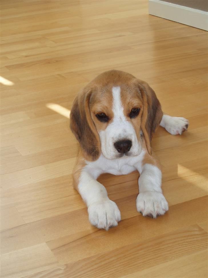 Beagle Anton billede 13
