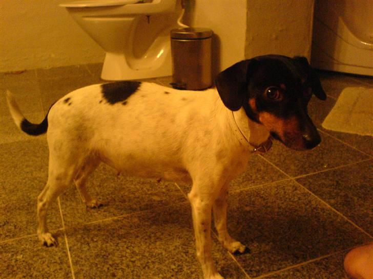 Glathåret foxterrier Smut billede 1