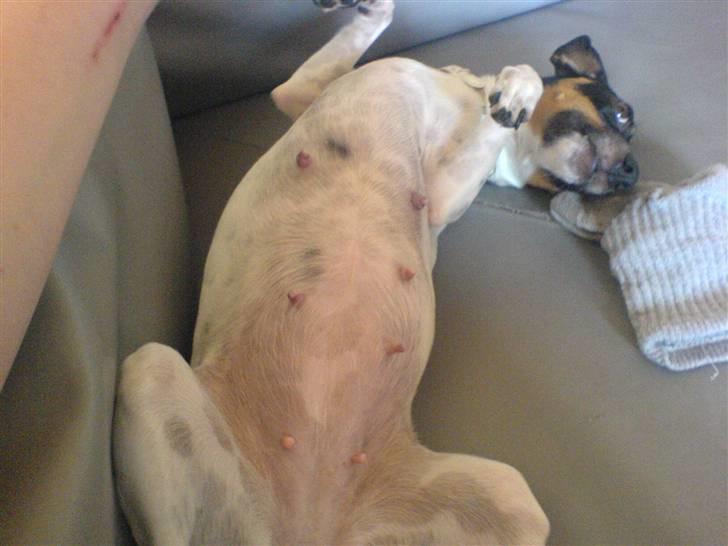 Glathåret foxterrier Smut billede 2