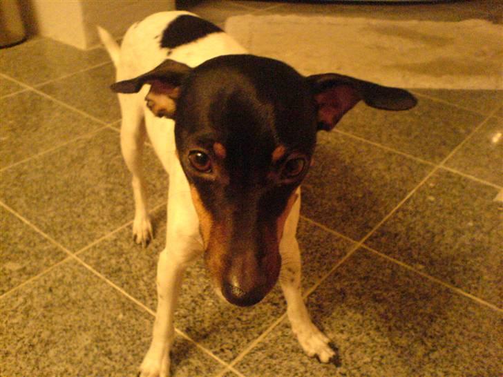 Glathåret foxterrier Smut billede 3