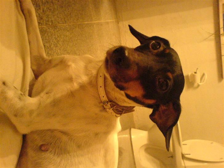 Glathåret foxterrier Smut billede 4