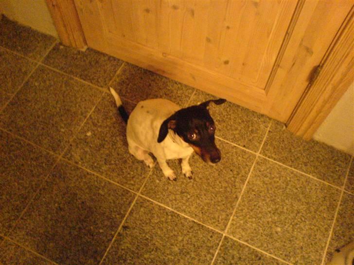 Glathåret foxterrier Smut billede 5