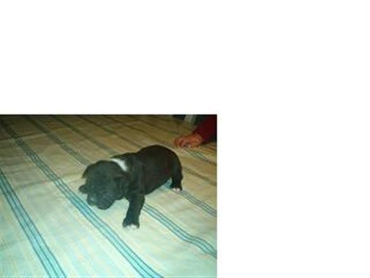 Boston terrier viggo - så sød var jeg som baby billede 5