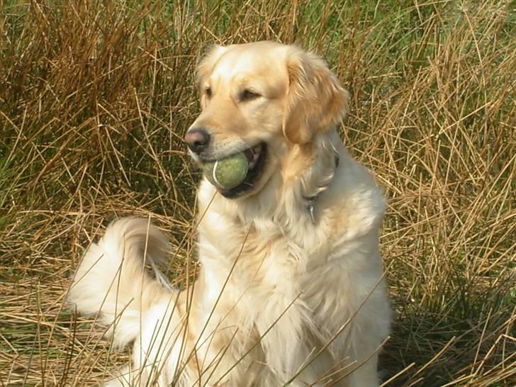 Golden retriever Maggie - Smukke Maggie billede 15