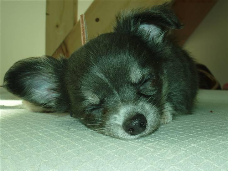 Chihuahua ** Casanova ** billede 9