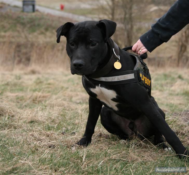 Amerikansk staffordshire terrier Heros (Omplaceret) billede 13