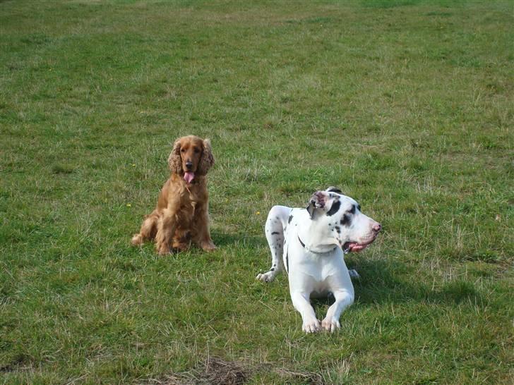 Cocker spaniel Mads - lavede lige en sit øvelse, mally har bare ikk lige forstået kommandoen billede 15