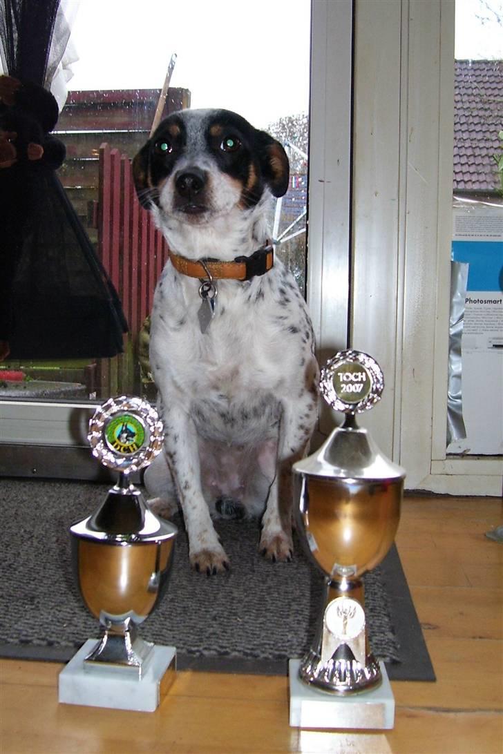 Dansk svensk gaardhund Kom-Tessa af AllerupNord - Kom-Tessa og hendes pokaler hun har vundet billede 18