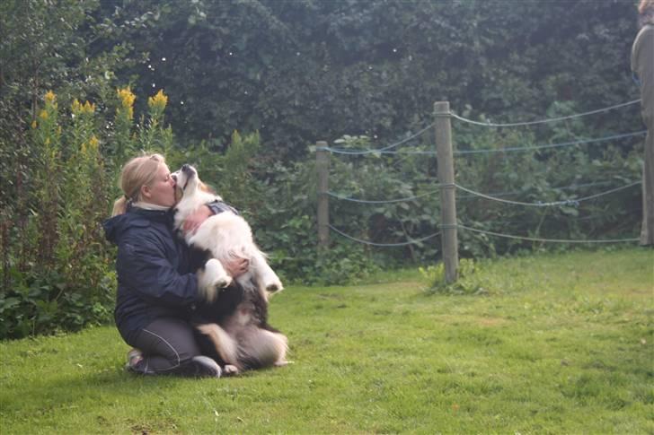 Australian shepherd LP1, RBM,  Painted Magic  Boromir of Gondor RIP   billede 15