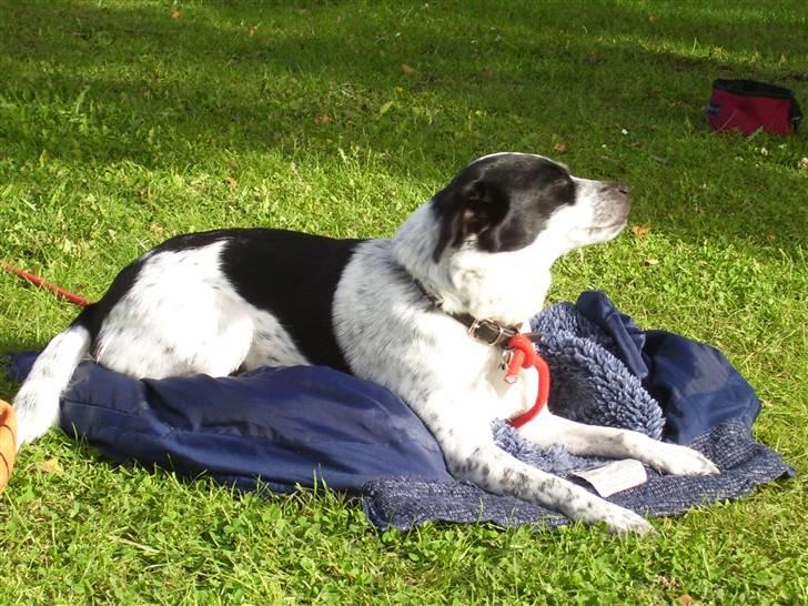 Dansk svensk gaardhund R.I.P.  Rikke - Rikke passer på mors jakke og nyder solen. billede 16