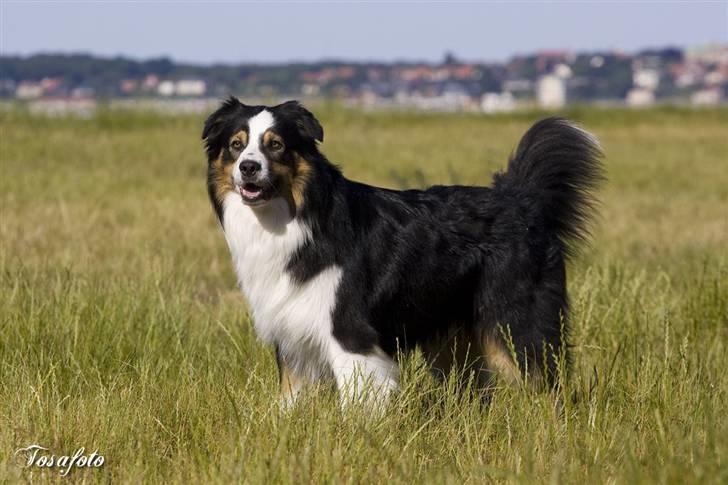 Australian shepherd LP1, RBM,  Painted Magic  Boromir of Gondor RIP   billede 16