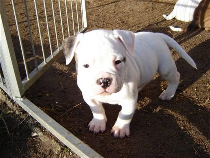 Amerikansk bulldog Østergaard's Frank Zappa - Mig som baby.. billede 20