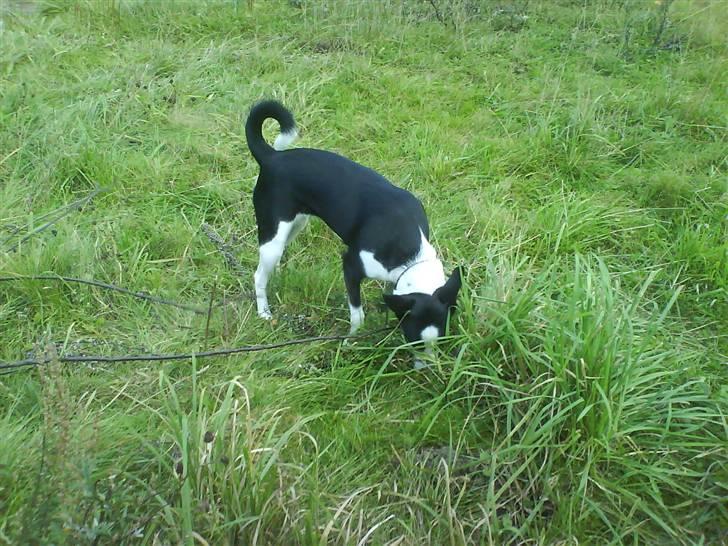 Blanding af racer Bella himmel hund  - hvad er dog det... billede 12