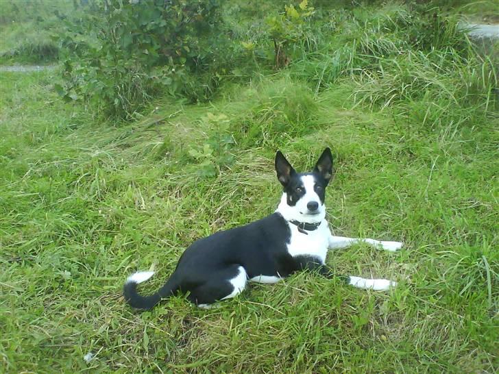 Blanding af racer Bella himmel hund  - er lige model hund billede 13