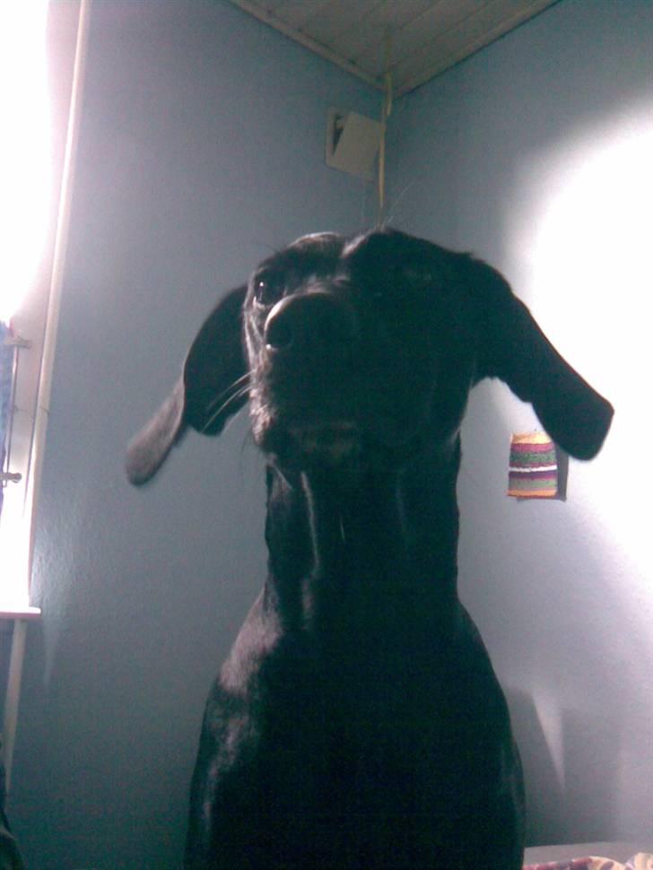 Blanding af racer Jessie - jeg har da ikk store ører  billede 10