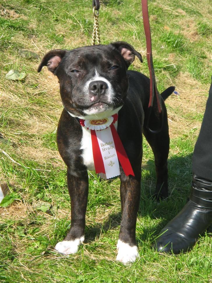 Staffordshire bull terrier Andy - Andy Bedste Hvalp i Haarlev 160907 billede 2