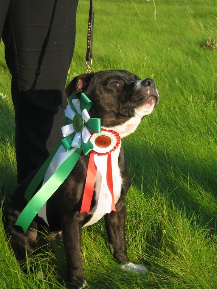 Staffordshire bull terrier Andy - Andy Bedste Hvalp og 4. BIS i Haarlev den 160907 billede 3
