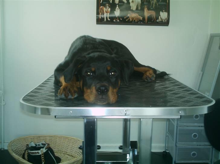 Rottweiler Nikki - hvis jeg lægger mig helt ned ser hun mig nok ikke c",) billede 6