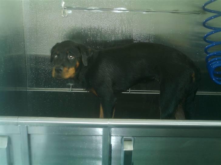 Rottweiler Nikki - Med mor på job, og som set det er ihvertfald ikke et hit c",) elsker at lege med alle hundene men vil ikke selv være kunde hihi billede 7