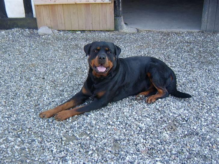 Rottweiler Nikki - Nikki´s Meget smukke FAR billede 8