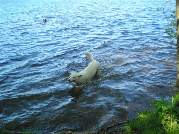 Hvid schæfer Fancy-Cheri - Uhmmmm Bade... Skøøøønt billede 7