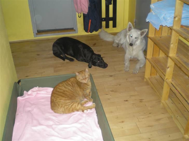 Hvid schæfer Fancy-Cheri - Ja ja Freja... Vi to har vist ikke noget, at skulle have sagt her.... billede 8