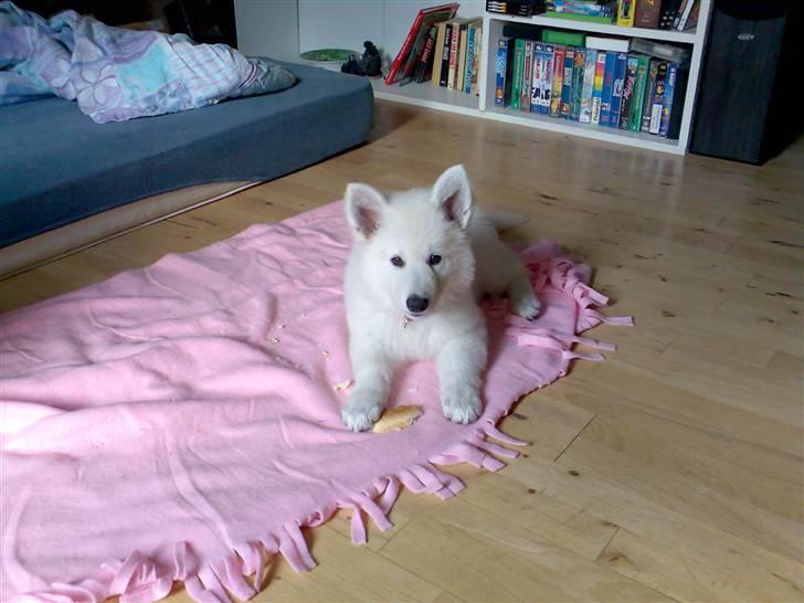 Hvid schæfer Fancy-Cheri - Her er jeg så. 8 uger gammel. Lige flyttet til min nye famile billede 9