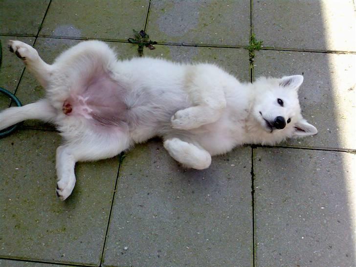 Hvid schæfer Fancy-Cheri - Er jeg dog ikke bare sød. 16 uger gammel. billede 10