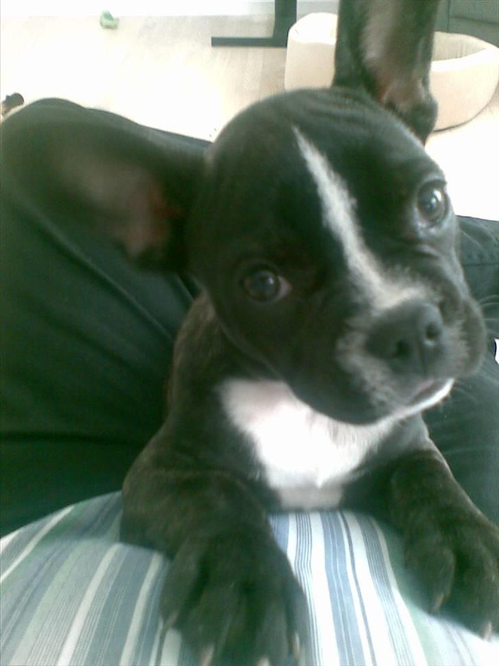 Blanding af racer mille billede 10