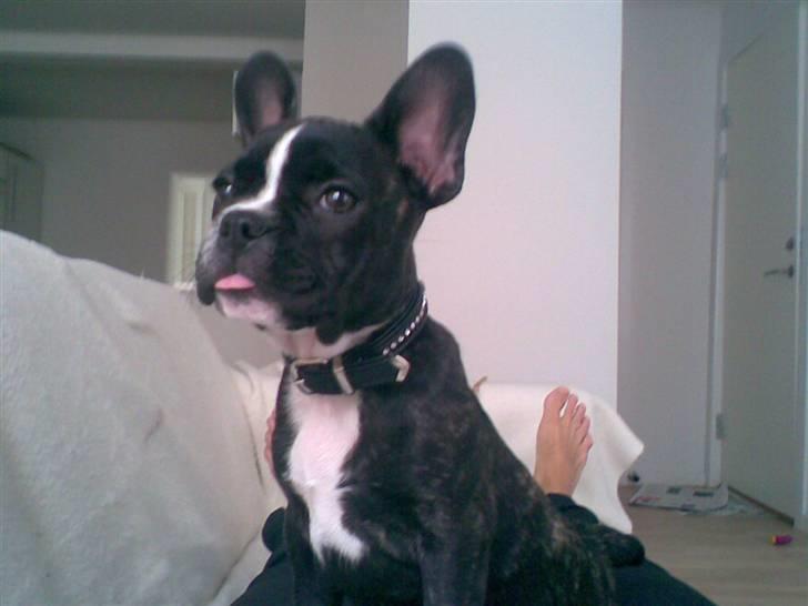 Blanding af racer mille billede 11