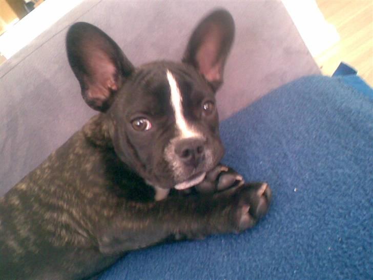 Blanding af racer mille billede 12